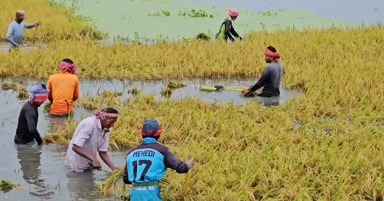 হাওরের পানিতে পাকা ধান